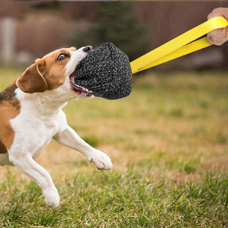 Training & Behavior